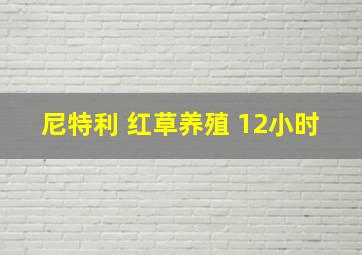 尼特利 红草养殖 12小时